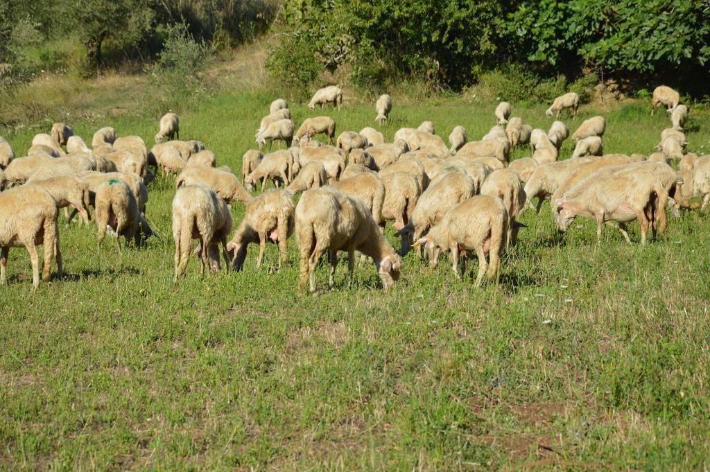 Azienda Agrituristica Carida Zaccanopoli Buitenkant foto
